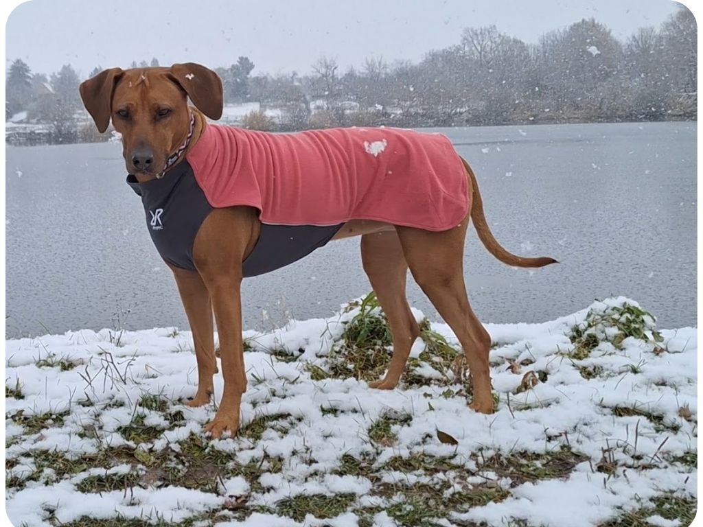 Zimní oblešek pro psa